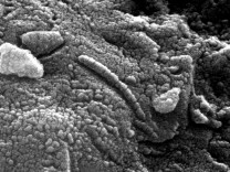 Mikrobe im Gestein vom Mars